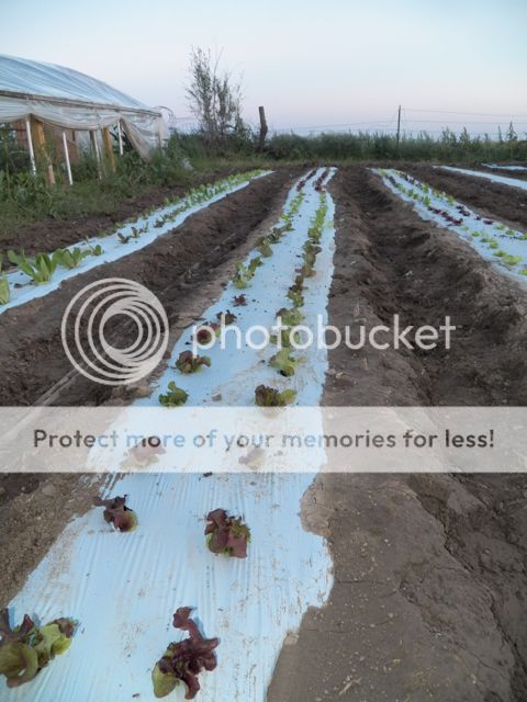  photo 137_1230_zps76a266dd.jpg